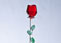 Click to view enlarged picture